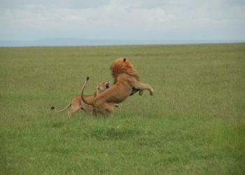 Un voyage sur mesure au Kenya, découvrir la terre des lions