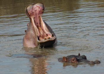 hippo-Tanzanie