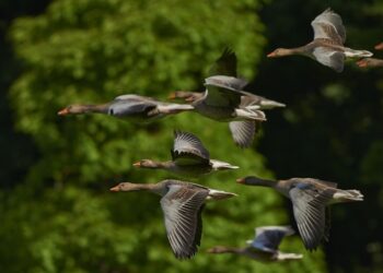 Produits naturels pour le Coryza : nos solutions efficaces