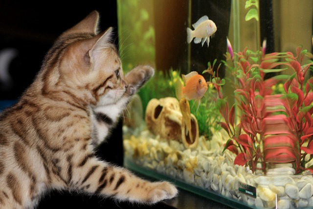 Aquarium