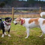 Races de chiens