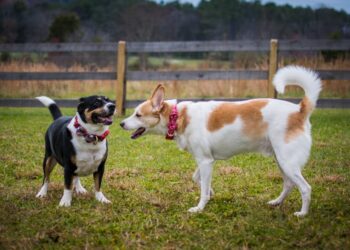 Races de chiens