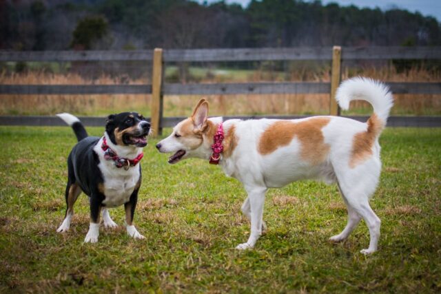 Races de chiens