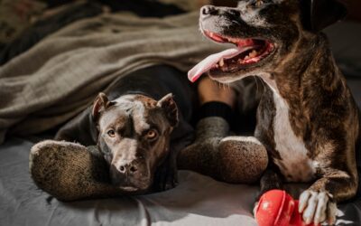 Jouets pour chien