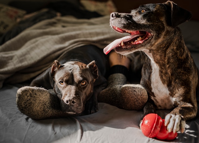 Jouets pour chien