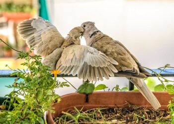 Accueillir un oiseau