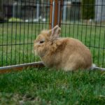 L'enclos pour lapin