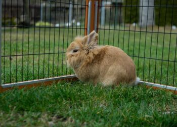 L'enclos pour lapin