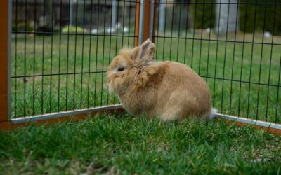 L'enclos pour lapin