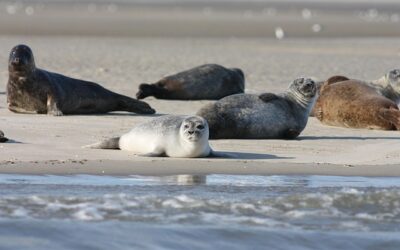 Des animaux marins