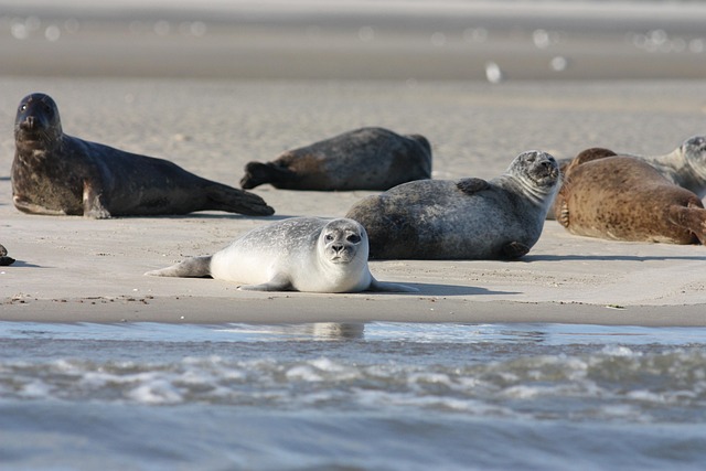 Des animaux marins