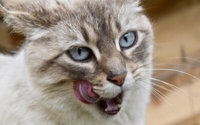 Langue au chat