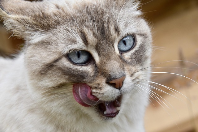 Langue au chat