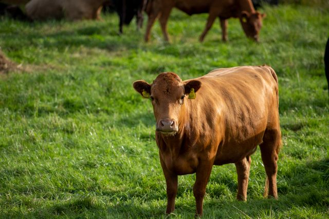 Compléments animaux premium pour fermes d’excellence